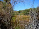 Fall folliage near Chalk Creek, Chaffee County, CO